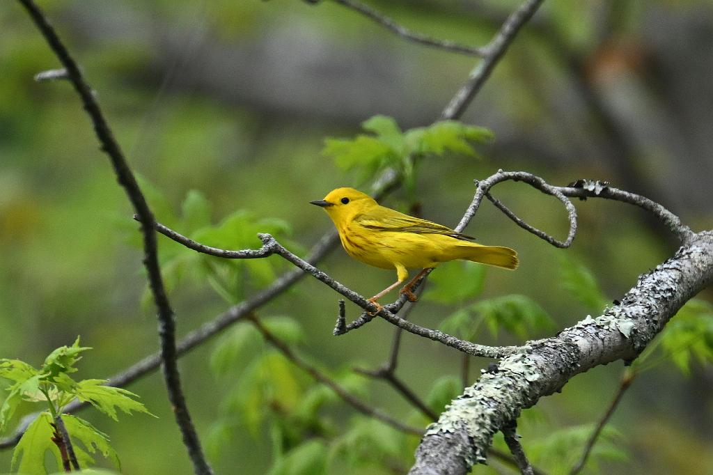 2025-05087852 Ipswitch River Wildlife Sanctuary, MA.JPG - Yellow Warbler. Ipswitch River Wildlife Refuge, MA, 5-8-2025